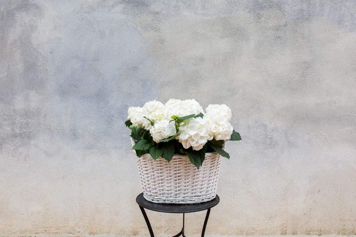 Hortensias blancas con cesto de mimbre 