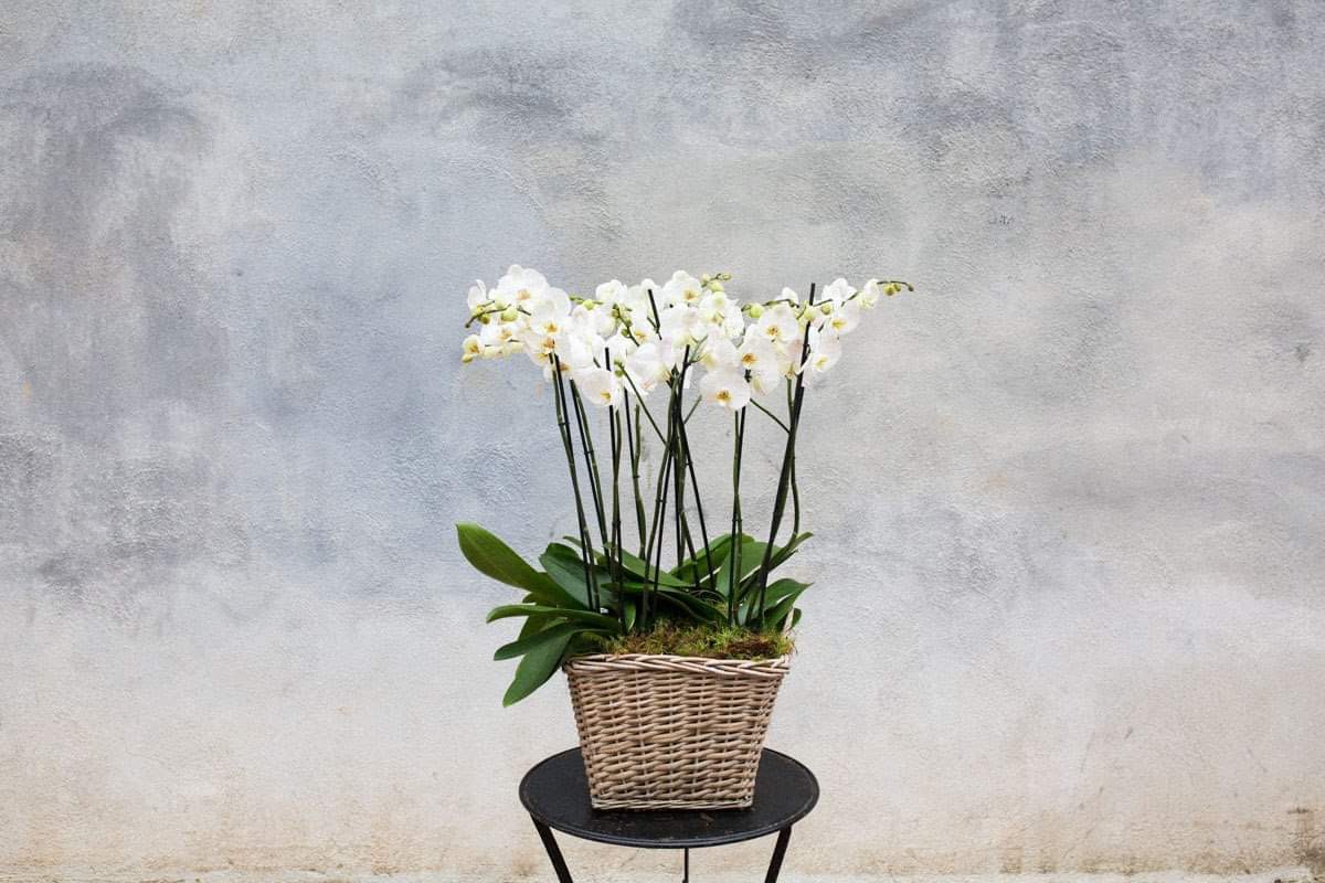 Plantas de Orquídeas con cesto de mimbre 