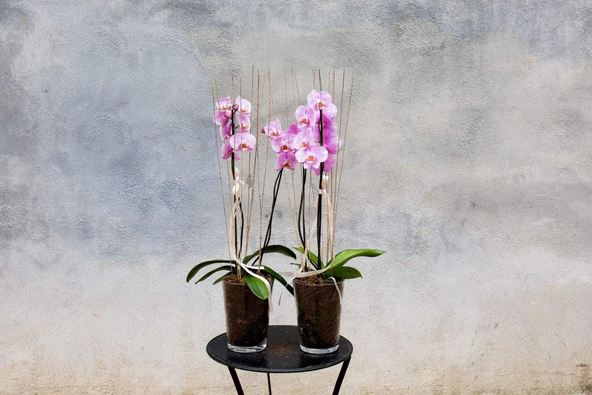 Planta de Orquídea con cristal y musgo